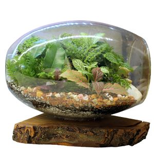 گیاه طبیعی تراريوم مدل كوچك کد  t li